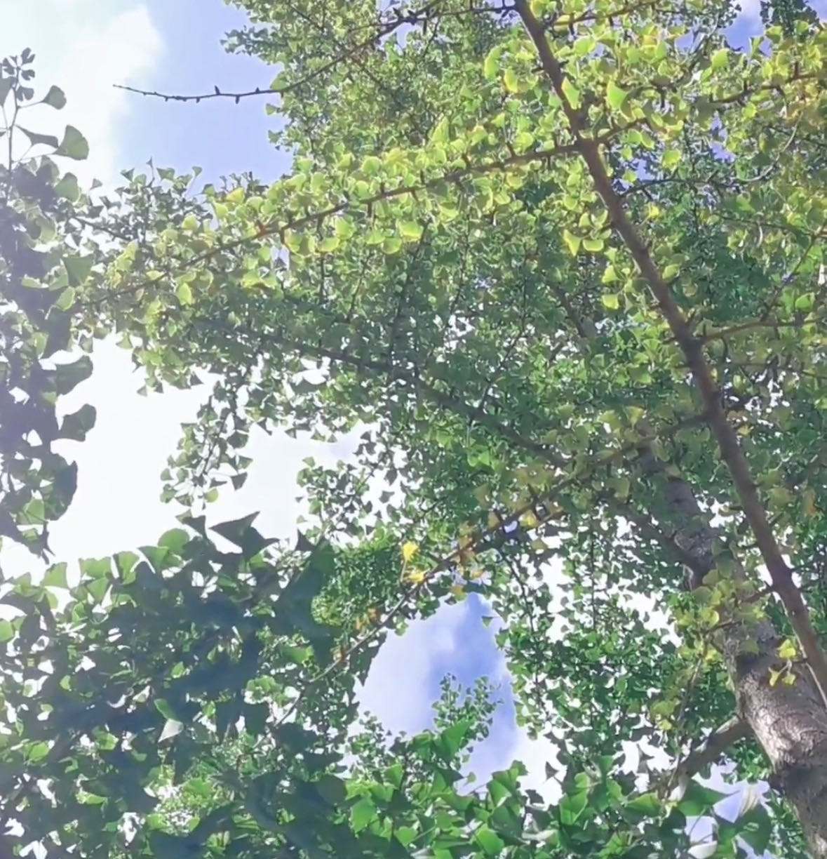 ����С����